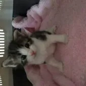 メインクーン【愛知県・男の子・2016年7月9日・ブラウンタビーアンドホワイト】の写真1「耳が立ってきてイケメン度増しました〜〜👍」