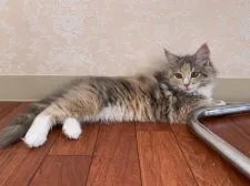 メインクーン【愛知県・女の子・2020年2月6日・ブルーパッチドタビーアンドホワイト】の写真1「5月5日撮影😊2月6日生まれ🐱✨可愛いです💕💕💕」