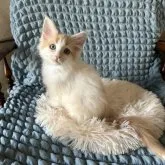 メインクーン【愛知県・女の子・2023年9月6日・クリームタビー&ホワイト】の写真1「11月5日撮影🐱🧡」