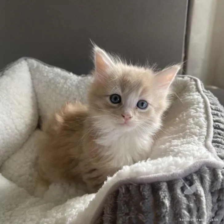 ID:2210-02985の子猫