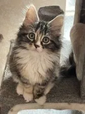 メインクーン【愛知県・女の子・2022年1月15日・ブラウンパッチドタビー&ホワイト】の写真2