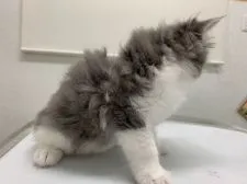 メインクーン【愛知県・男の子・2019年7月24日・ブルータビーアンドホワイト】の写真2「ふわふわ感伝わりますか？」