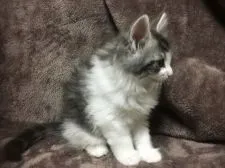 メインクーン【愛知県・男の子・2017年10月1日・ブルータビー&ホワイト】の写真2「毛はふわふわでーす(๑˃̵ᴗ˂̵)」