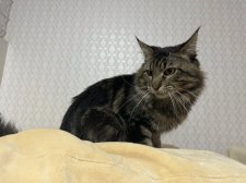 メインクーン【・男の子・2022年8月28日・ブラウンタビー】