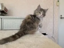 メインクーン【愛知県・女の子・2020年2月6日・ブルーパッチドタビーアンドホワイト】の写真3「可愛い〜女の子❤️」