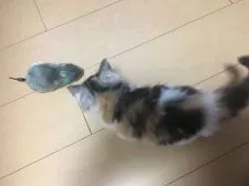 メインクーン【愛知県・女の子・2018年7月28日・シルバーパッチドダビーアンドホワイト】の写真3