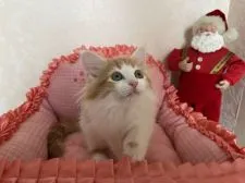 メインクーン【愛知県・女の子・2021年10月1日・レッドタビー&ホワイト】の写真4「可愛い子です❤️」