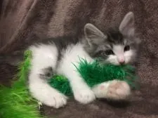 メインクーン【愛知県・男の子・2017年10月1日・ブルータビー&ホワイト】の写真4