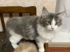 メインクーン【愛知県・男の子・2019年7月24日・ブルータビーアンドホワイト】の写真5「11月8日撮影☆」