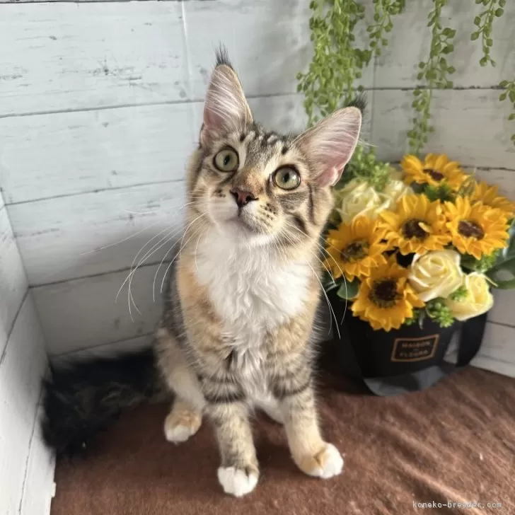 メインクーン【愛知県・女の子・2025年2月16日・ブラウンパッチドタビー&amp;ホワイト】の写真1「子猫専用のお部屋で走り回って遊んでいます🐱💛」