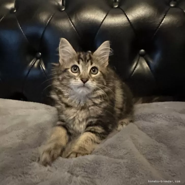 スズキ 様のお迎えした子猫