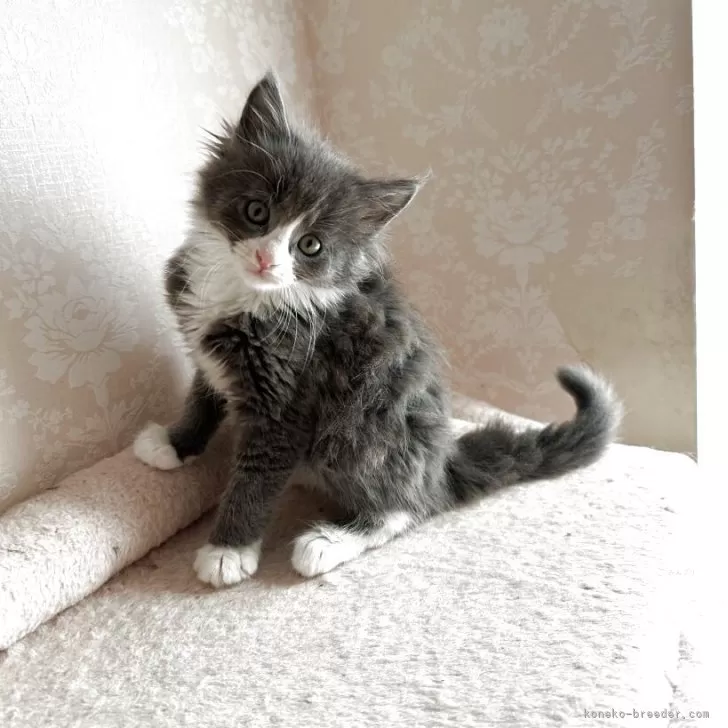 ID:2504-02704の子猫