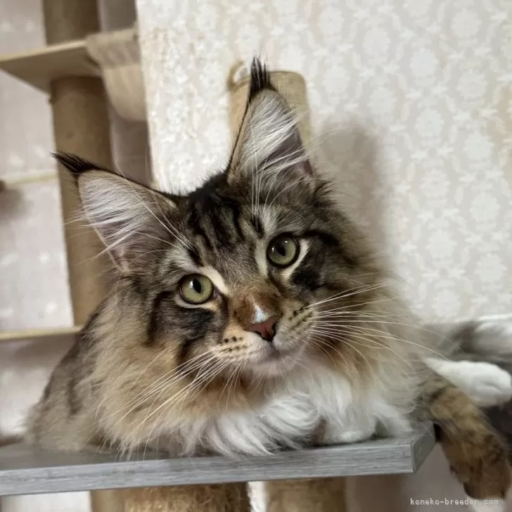 ID：2503-00359の子猫