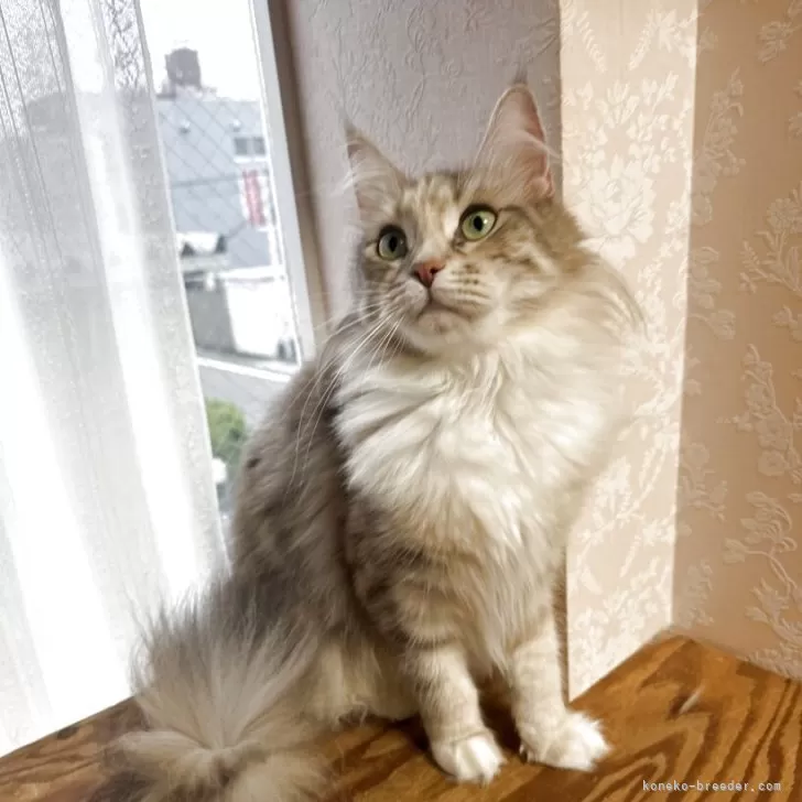 ID：2505-00789の子猫