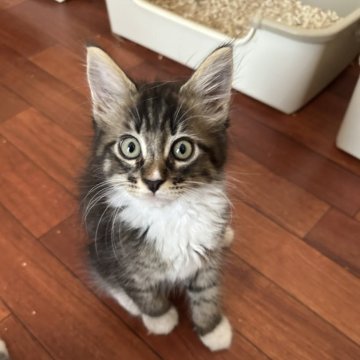メインクーン【愛知県・男の子・2025年5月17日・ブラウンタビー&ホワイト】の写真「ブラウンタビー🐱イケメンです✨」