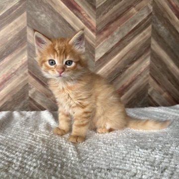 メインクーン【愛知県・男の子・2025年10月16日・レッドタビー】の写真「レッドタビー🐈✨イケメンくん✨✨✨」