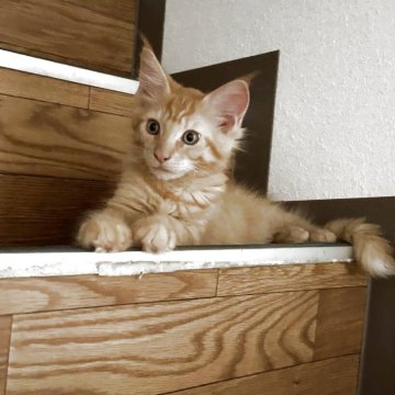 メインクーン【愛知県・男の子・2025年5月17日・レッドタビー】の写真「レッドタビー🐱イケメンくん」