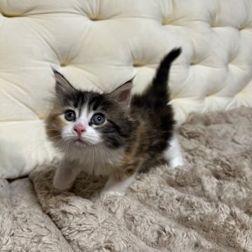 メインクーン【愛知県・女の子・2025年10月5日・ブラウンパッチドタビー&ホワイト】の写真「可愛いミケの女の子🐱🩷」