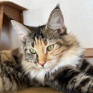 メインクーン【愛知県・女の子・2025年3月14日・ブラウンパッチドタビー&ホワイト】の写真「人懐っこい子に成長しています🐱💕」