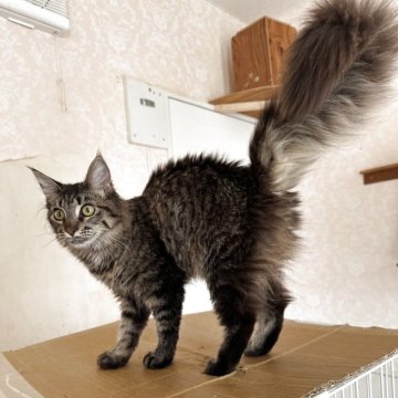 メインクーン【愛知県・女の子・2025年5月17日・ブラウンタビー】の写真「ブラウンタビーの美人さんです❤️」