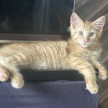 メインクーン【愛知県・男の子・2025年5月17日・レッドタビー】の写真「レッドタビー🐱イケメンくん」
