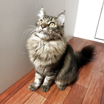 メインクーン【愛知県・男の子・2025年3月10日・ブラウンタビー】の写真「ブラウンタビーの可愛い男の子🐱✨」