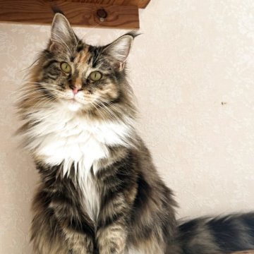 メインクーン【愛知県・女の子・2025年3月14日・ブラウンパッチドタビー&ホワイト】の写真「耳がチャームポイントの可愛い女の子🐱💕」