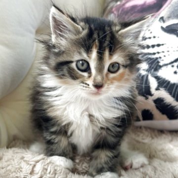 メインクーン【愛知県・女の子・2025年10月5日・ブラウンパッチドタビー&ホワイト】の写真「とても可愛い女の子産まれました🩷🩷🩷」