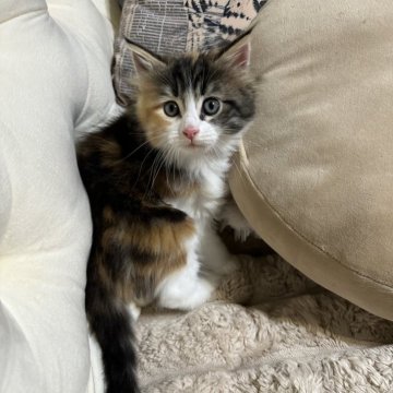メインクーン【愛知県・女の子・2025年10月5日・ブラウンパッチドタビー&ホワイト】の写真「可愛いミケの女の子🐱🩷」