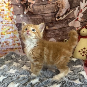 メインクーン【愛知県・男の子・2025年10月16日・レッドタビー&ホワイト】の写真「元気な男の子🐱✨✨✨」