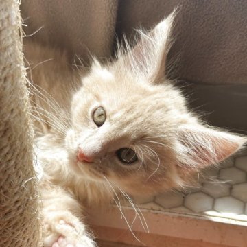 メインクーン【愛知県・男の子・2025年2月28日・クリームタビー&ホワイト】の写真「元気いっぱい男の子🐱🩷」