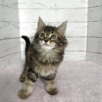 メインクーン【愛知県・男の子・2025年3月10日・ブラウンタビー】の写真「ブラウンタビーの可愛い男の子🐱✨」