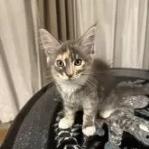 メインクーン