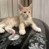 メインクーン