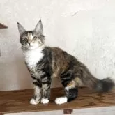 メインクーン