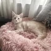 メインクーン