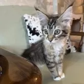 メインクーン