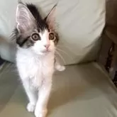 メインクーン【愛知県・男の子・2025年3月14日・ブラウンタビー&ホワイト】の写真2