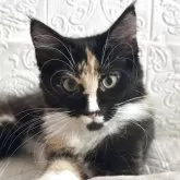 メインクーン【愛知県・女の子・2025年5月17日・ブラウンパッチドタビー&ホワイト】の写真2