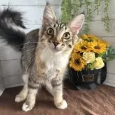 メインクーン【愛知県・女の子・2025年2月16日・ブラウンパッチドタビー&ホワイト】の写真2「トイレ出来ます。」