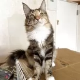 メインクーン【愛知県・女の子・2025年3月14日・ブラウンパッチドタビー&ホワイト】の写真2「避妊済みです。」