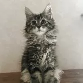 メインクーン【愛知県・女の子・2025年3月10日・ブラウンタビー】の写真2