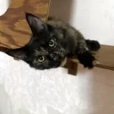 メインクーン【愛知県・女の子・2025年3月10日・トーティシェル】の写真3