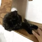 メインクーン【愛知県・女の子・2025年3月10日・トーティシェル】の写真4