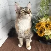 メインクーン【愛知県・女の子・2025年2月16日・ブラウンパッチドタビー&ホワイト】の写真4