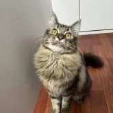 メインクーン【愛知県・男の子・2025年3月10日・ブラウンタビー】の写真4