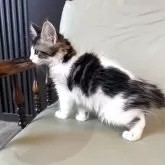 メインクーン【愛知県・男の子・2025年3月14日・ブラウンタビー&ホワイト】の写真5