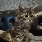 メインクーン【愛知県・女の子・2025年3月10日・ブラウンタビー】の写真5