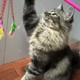 メインクーン【愛知県・男の子・2025年3月10日・ブラウンタビー】の写真5