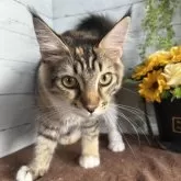 メインクーン【愛知県・女の子・2025年2月16日・ブラウンパッチドタビー&ホワイト】の写真5